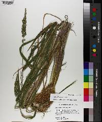 Echinochloa colona image