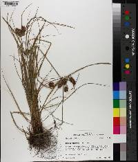 Cyperus retroflexus image