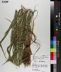 Echinochloa muricata var. muricata image