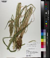 Echinochloa muricata var. muricata image