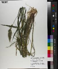 Echinochloa muricata var. muricata image