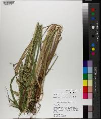 Echinochloa muricata var. muricata image