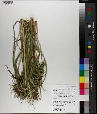 Echinochloa muricata var. muricata image