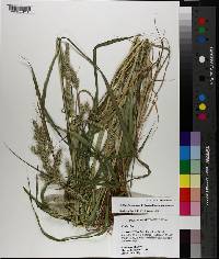 Echinochloa muricata image