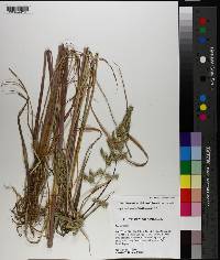 Echinochloa muricata var. muricata image