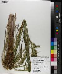 Echinochloa muricata var. muricata image