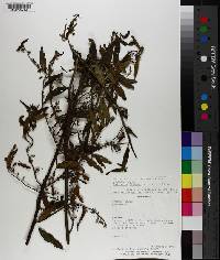 Byttneria filipes image
