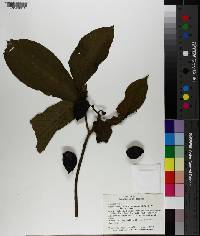 Tabernaemontana glabra image