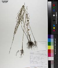 Melananthus guatemalensis image