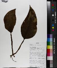 Philodendron schmidtiae image