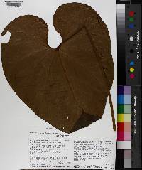 Anthurium cordiforme image