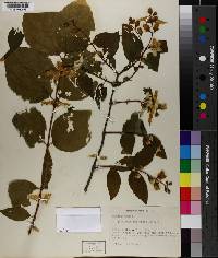 Philadelphus pubescens image