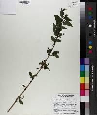 Philadelphus hirsutus image