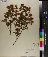 Philadelphus zeyheri image