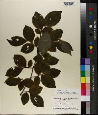 Stewartia malacodendron image