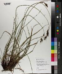 Carex macrochaeta image