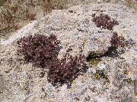 Phacelia saxicola image