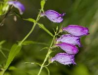 Penstemon campanulatus image