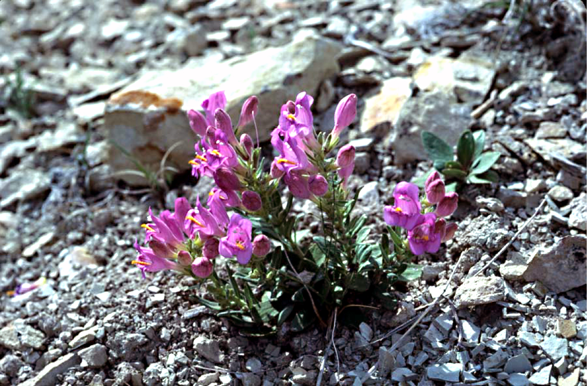 Penstemon grahamii image