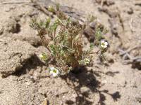 Phacelia affinis image