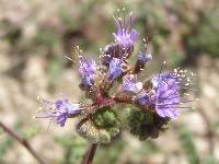 Phacelia crenulata image