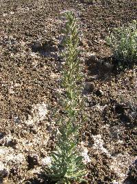 Phacelia palmeri image