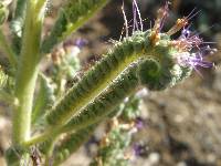 Phacelia palmeri image