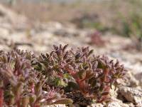 Phacelia saxicola image