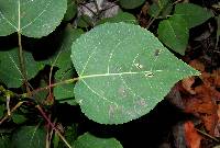 Populus tremuloides image