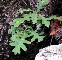 Quercus gambelii image