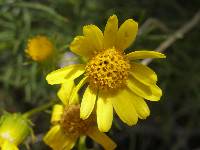 Senecio flaccidus var. monoensis image