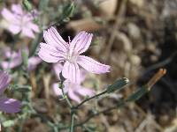 Stephanomeria exigua image