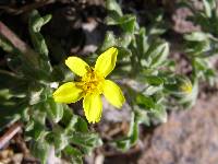 Image of Syntrichopappus fremontii