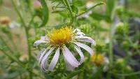 Image of Aster eatonii