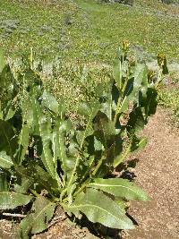 Wyethia amplexicaulis image