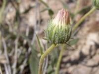 Xylorhiza tortifolia image