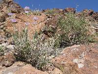Image of Machaeranthera tortifolia
