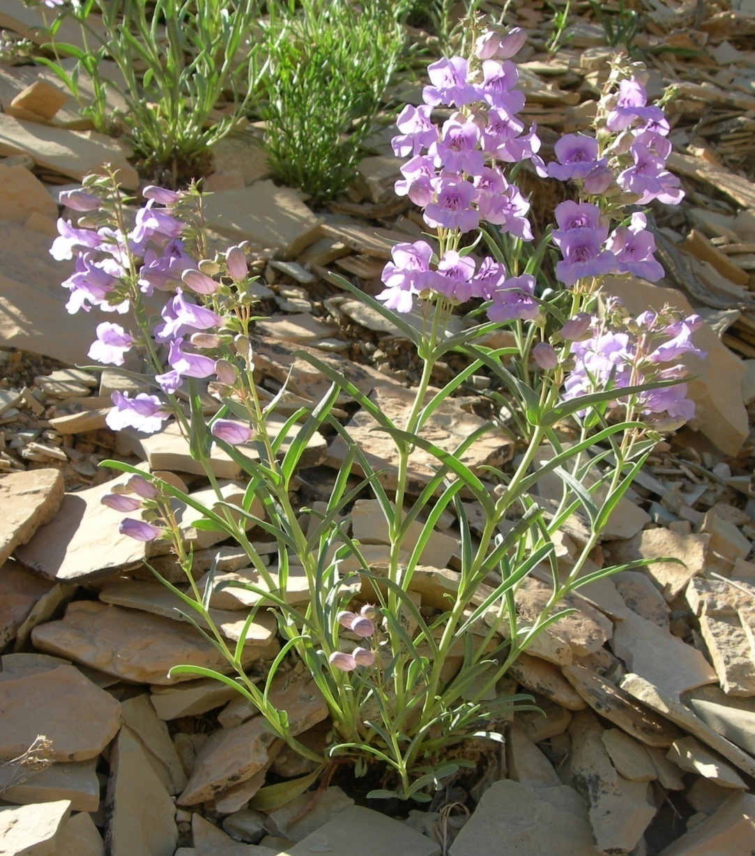 Penstemon scariosus image