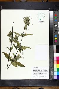 Ruellia caroliniensis image