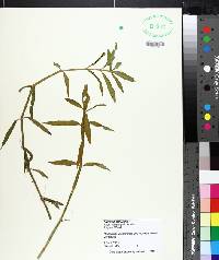 Alternanthera philoxeroides image