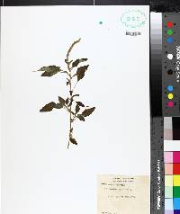 Amaranthus spinosus image