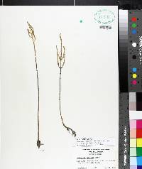 Salicornia bigelovii image