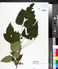 Toxicodendron radicans image