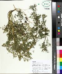 Cyclospermum leptophyllum image