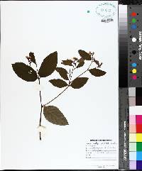 Apocynum androsaemifolium image