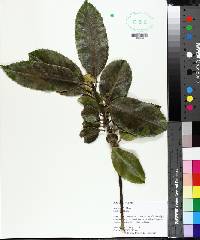 Ilex latifolia image