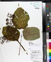 Aralia racemosa image