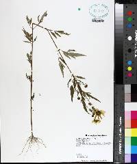 Bidens polylepis image