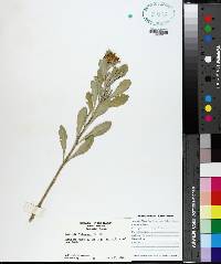 Borrichia frutescens image