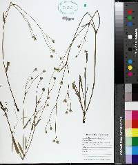 Crepis capillaris image